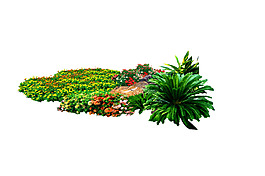 園林植物草坪