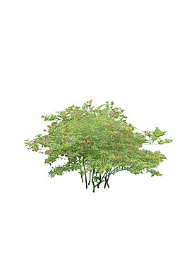 园林植物草坪