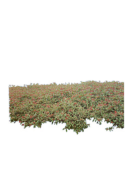 園林植物草坪