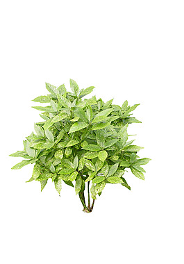 園林植物草坪
