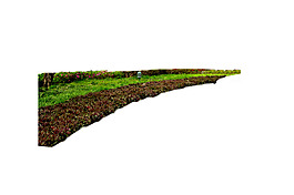 園林植物草坪