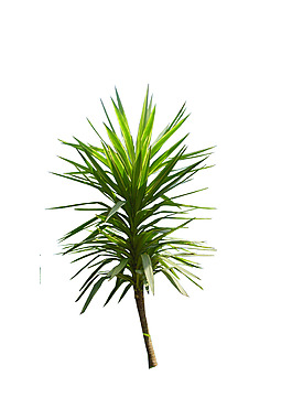 園林植物草坪