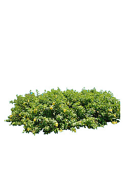 園林植物草坪