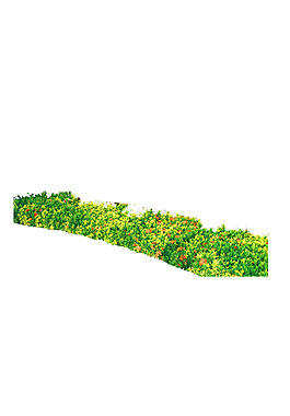 园林植物草坪