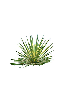 園林植物草坪