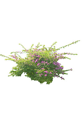 園林植物草坪
