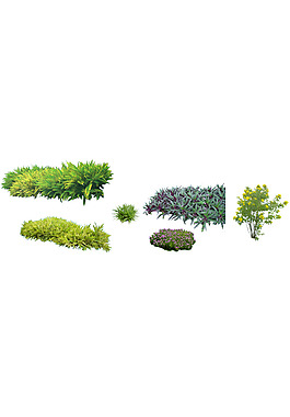 園林植物草坪