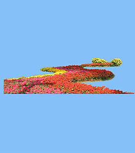 園林植物草坪