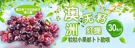 澳洲無籽紅提