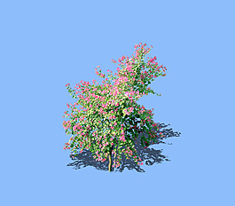 园林植物草坪