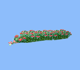 園林植物草坪