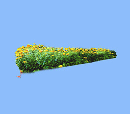 園林植物草坪