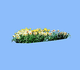 園林植物草坪