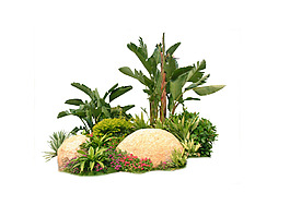 園林植物草坪