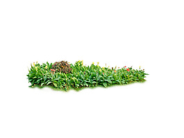 園林植物草坪