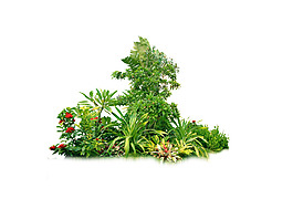 園林植物草坪
