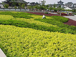 園林植物草坪