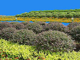 園林植物草坪