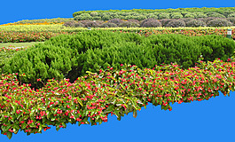 園林植物草坪