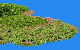 園林植物草坪