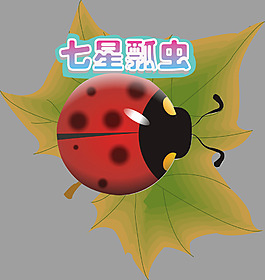 七星瓢蟲矢量素材