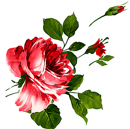 水彩花素材圖片