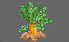 紅蘿卜植物flash動(dòng)畫(huà)