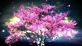 夜色櫻花