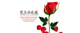 玫瑰