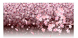 浪漫樱花