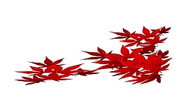 楓葉