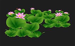 荷葉荷花