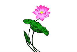 荷花
