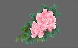 牡丹花