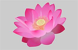 蓮花