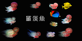 羅漢魚摳圖