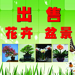 花卉盆景圖片