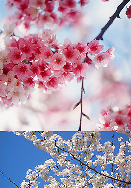 櫻花鮮花背景素材