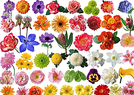 各類花圖片