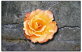 花朵psd源文件