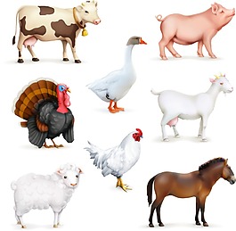 家禽動物矢量