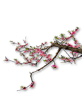 裝飾圖案 > 桃花