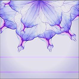 紫色花朵