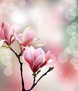 唯美的玉兰花图片_唯美的玉兰花素材_唯美的玉兰花模板免费下载-六