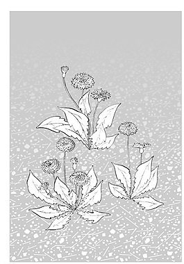 矢量花圖片