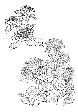 矢量花圖片