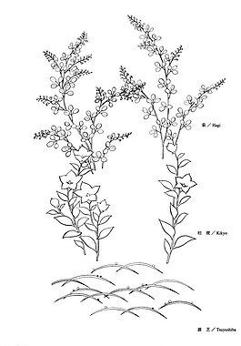 矢量花圖片