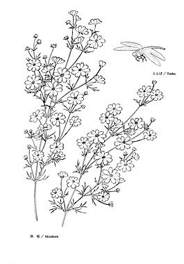 矢量花圖片