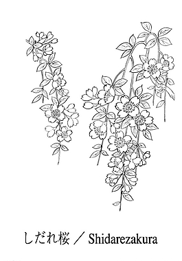 矢量花圖片