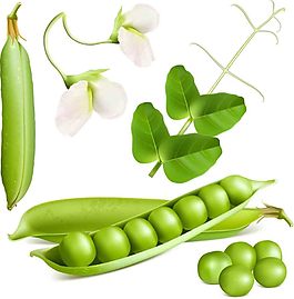 蔬菜設(shè)計(jì)圖
